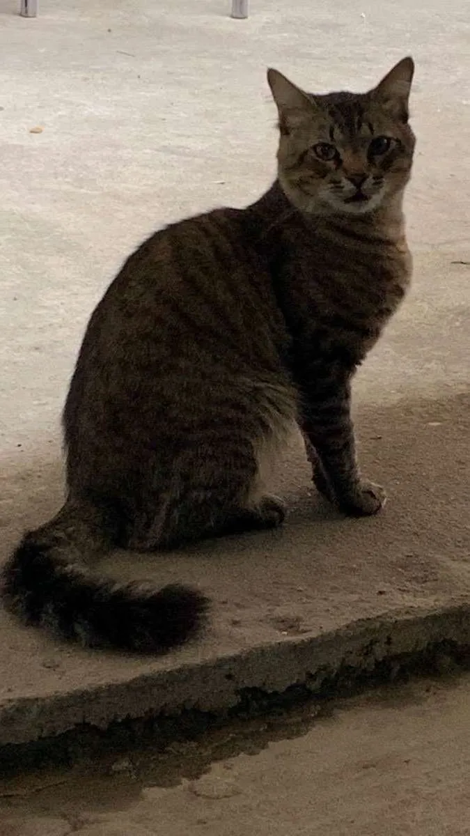 Gato ra a  idade 1 ano nome Grandão 