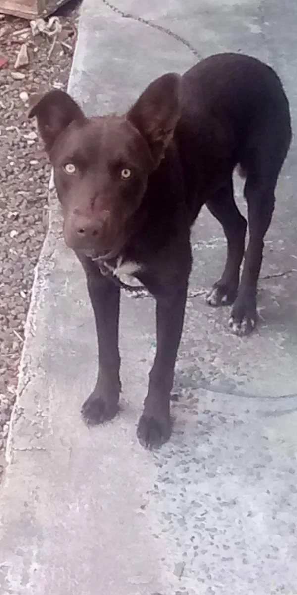 Cachorro ra a Labrador chocolate idade 2 anos nome Jack