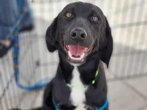 Cachorro raça SRD idade 7 a 11 meses nome OREGANO