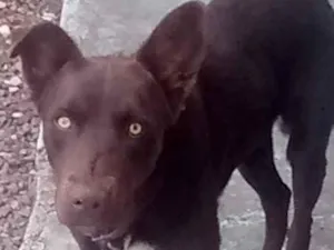 Cachorro raça Labrador chocolate idade 2 anos nome Jack