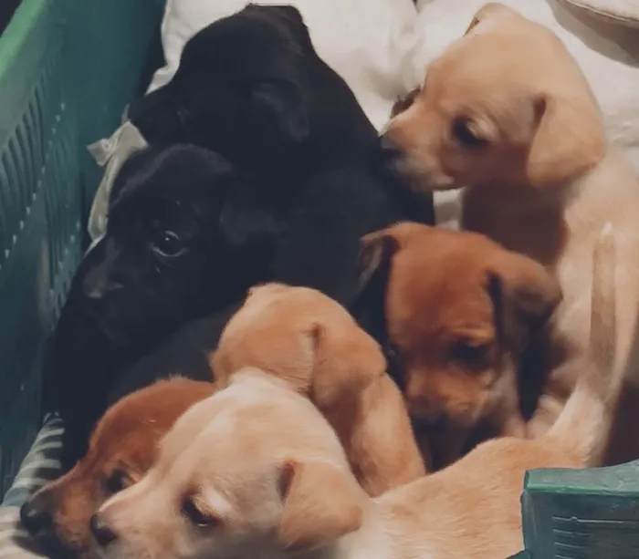 Cachorro ra a Vira lata com labrador  idade Abaixo de 2 meses nome Não tem nome