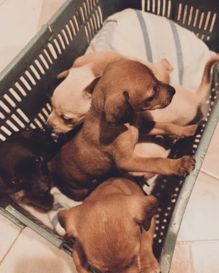 Cachorro ra a Vira lata com labrador  idade Abaixo de 2 meses nome Não tem nome