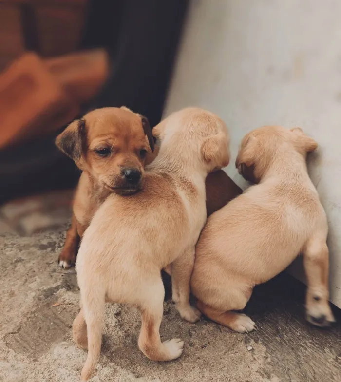 Cachorro ra a Vira lata com labrador  idade Abaixo de 2 meses nome Não tem nome
