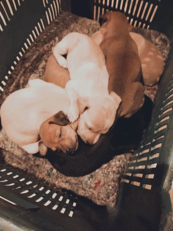 Cachorro ra a Vira lata com labrador  idade Abaixo de 2 meses nome Não tem nome