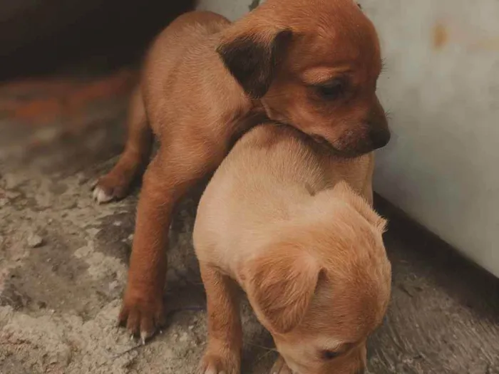Cachorro ra a Vira lata com labrador  idade Abaixo de 2 meses nome Não tem nome