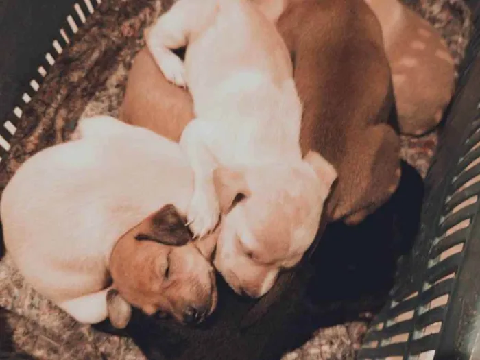 Cachorro ra a Vira lata com labrador  idade Abaixo de 2 meses nome Não tem nome