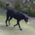 PRETO