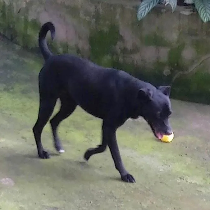 Cachorro raça SRD idade 6 ou mais anos nome PRETO