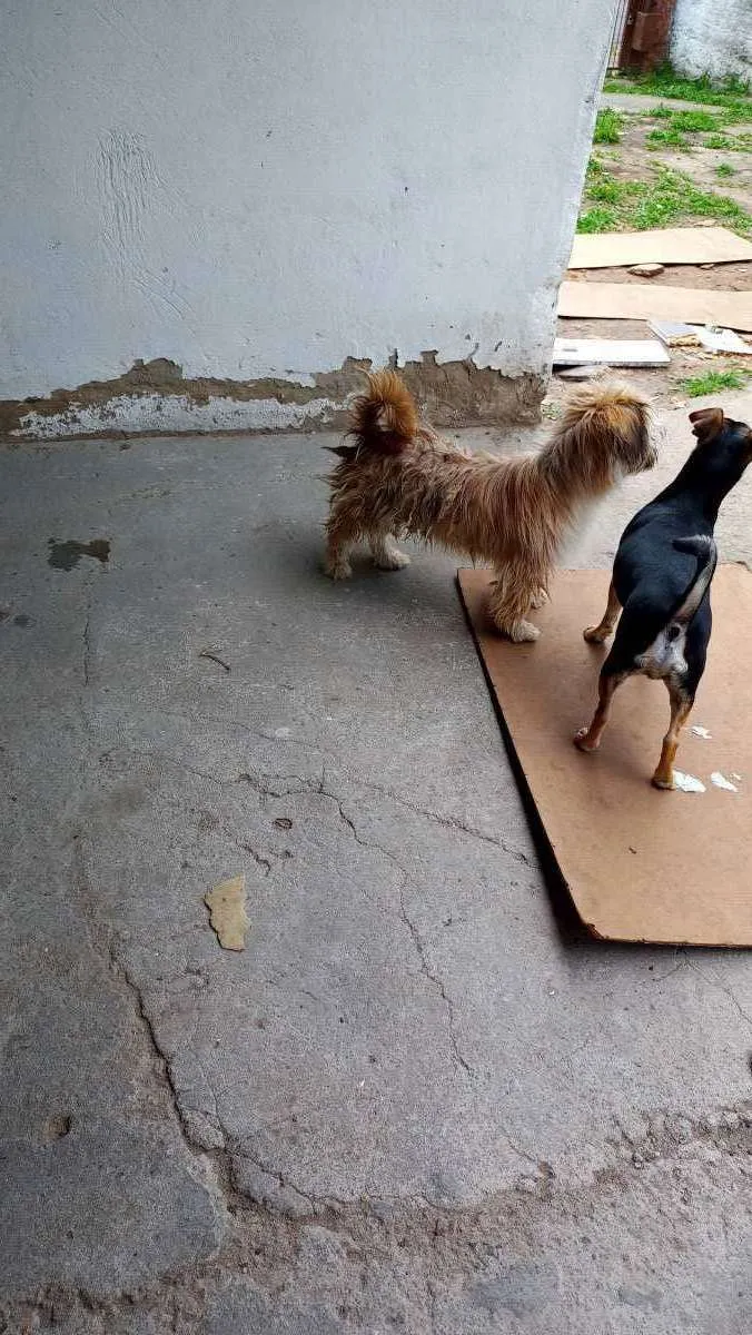 Cachorro ra a Lhasa idade 7 a 11 meses nome Gurizinho