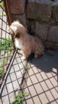 Gurizinho