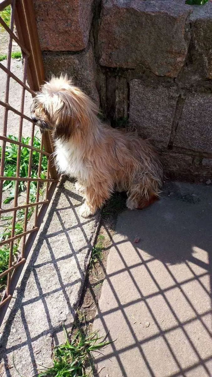 Cachorro ra a Lhasa idade 7 a 11 meses nome Gurizinho