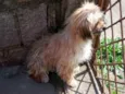 Gurizinho