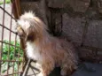 Gurizinho