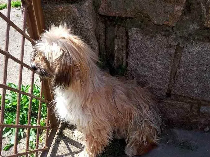 Cachorro ra a Lhasa idade 7 a 11 meses nome Gurizinho