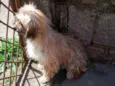 Gurizinho