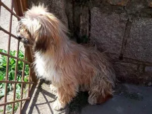 Cachorro raça Lhasa idade 7 a 11 meses nome Gurizinho