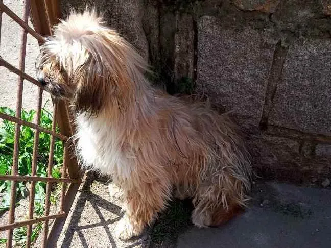 Cachorro ra a Lhasa idade 7 a 11 meses nome Gurizinho