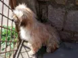 Gurizinho