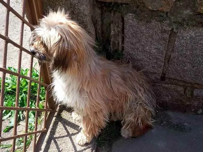 Cachorro ra a Lhasa idade 7 a 11 meses nome Gurizinho