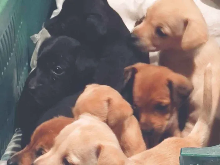Cachorro ra a Vira lata com labrador  idade Abaixo de 2 meses nome Não tem nome