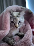 Mia