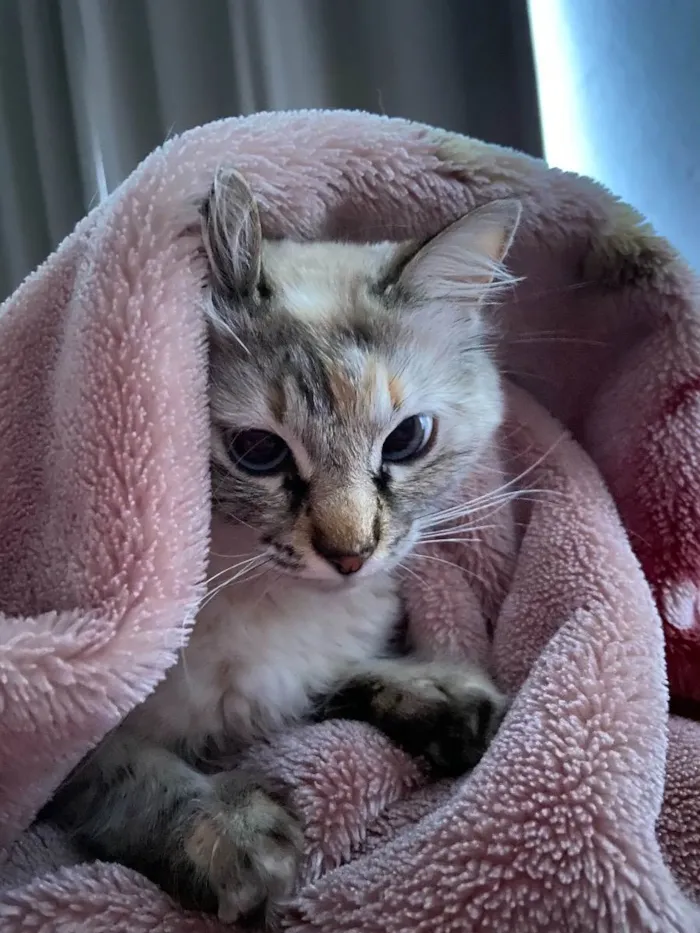 Gato ra a  idade 1 ano nome Mia