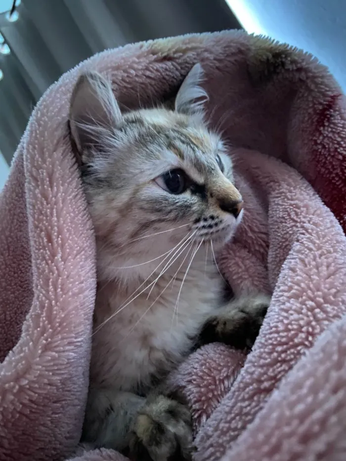 Gato ra a  idade 1 ano nome Mia