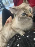 Mia