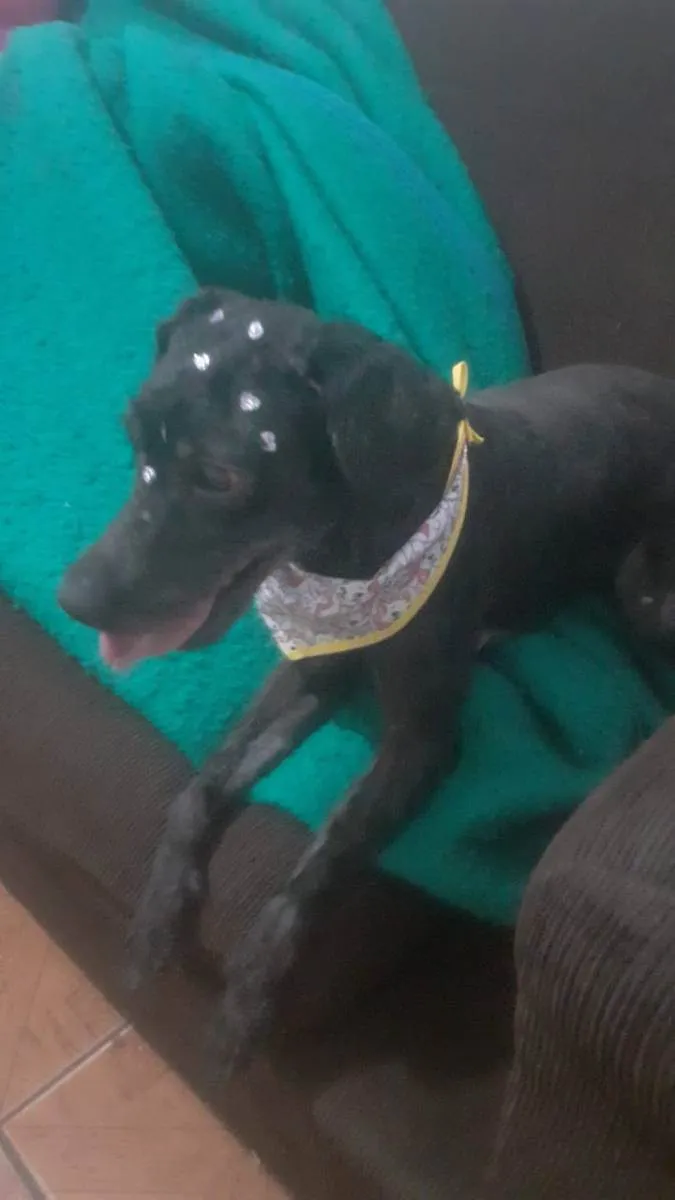 Cachorro ra a Poodle idade 2 anos nome Pérola