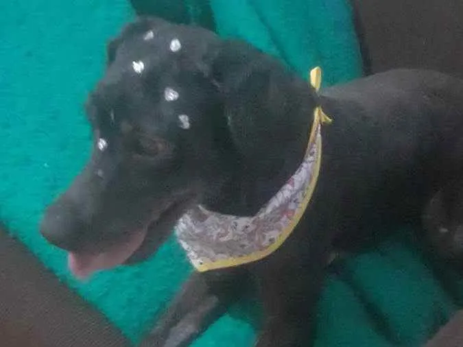 Cachorro ra a Poodle idade 2 anos nome Pérola