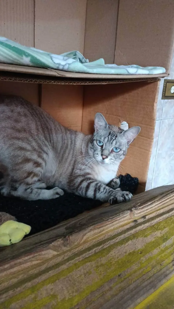 Gato ra a Vira lata  idade 3 anos nome Bruaca 