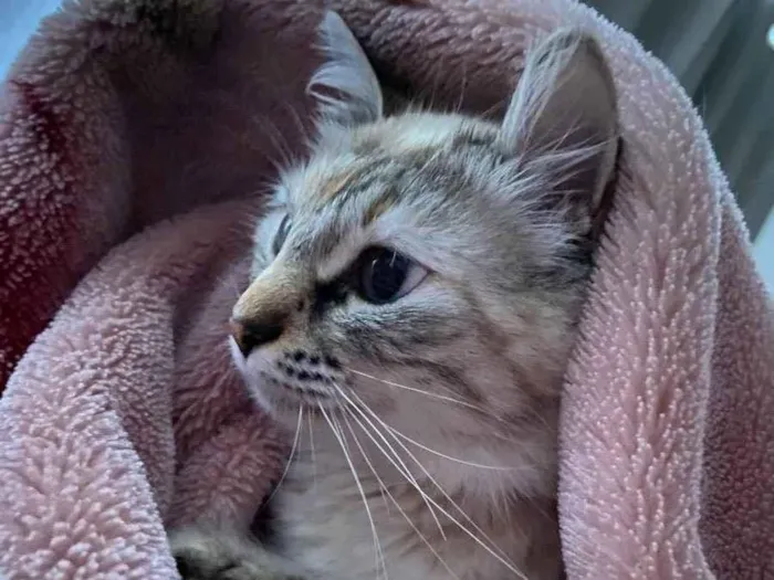 Gato ra a  idade 1 ano nome Mia