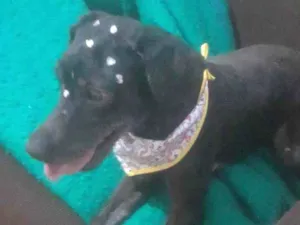 Cachorro raça Poodle idade 2 anos nome Pérola