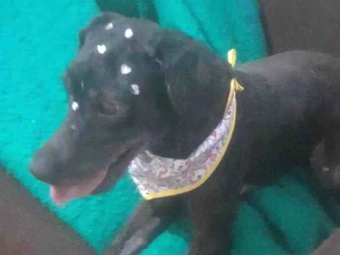 Cachorro ra a Poodle idade 2 anos nome Pérola