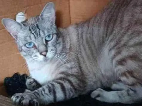 Gato ra a Vira lata  idade 3 anos nome Bruaca 