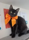 DALILA