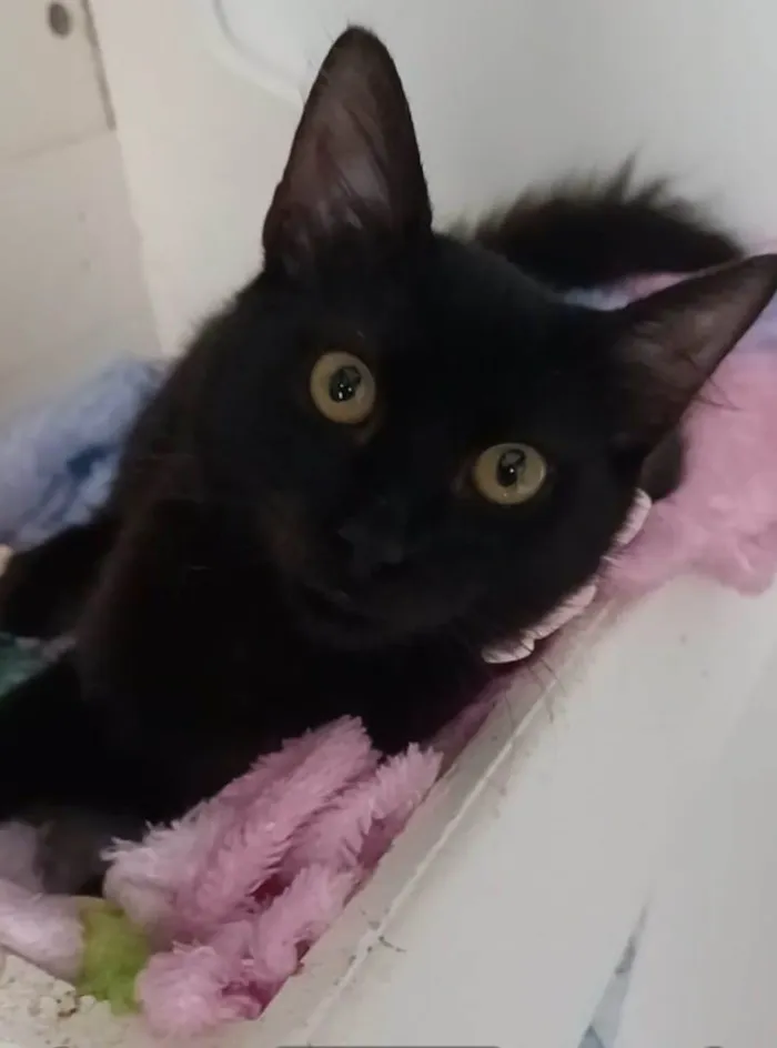 Gato ra a srd idade 2 a 6 meses nome DALILA