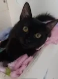 DALILA