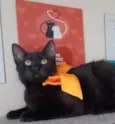 DALILA