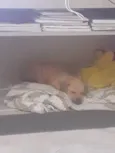 Frida