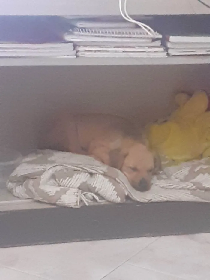 Cachorro raça Sem Raça Definida idade 2 a 6 meses nome Frida