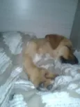 Frida