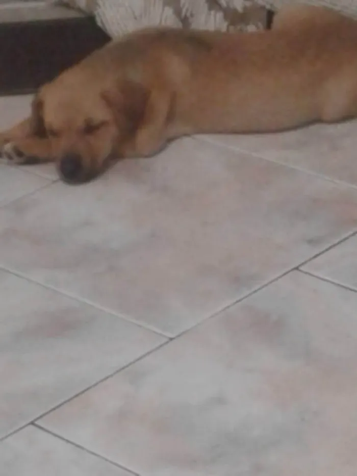 Cachorro raça Sem Raça Definida idade 2 a 6 meses nome Frida