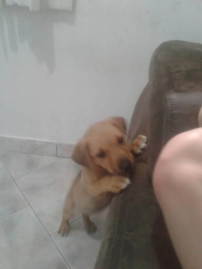 Cachorro raça Sem Raça Definida idade 2 a 6 meses nome Frida