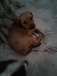 Frida