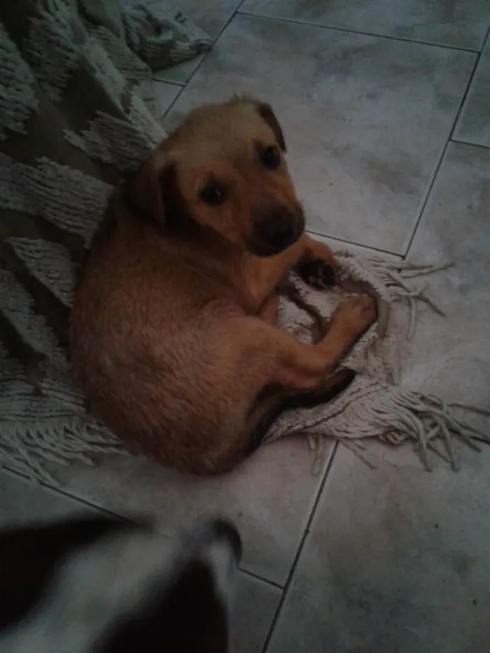 Cachorro raça Sem Raça Definida idade 2 a 6 meses nome Frida
