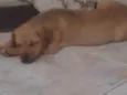 Frida