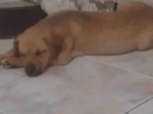 Cachorro raça Sem Raça Definida idade 2 a 6 meses nome Frida
