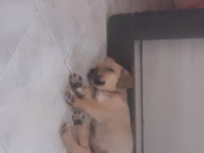 Cachorro raça Sem Raça Definida idade 2 a 6 meses nome Frida