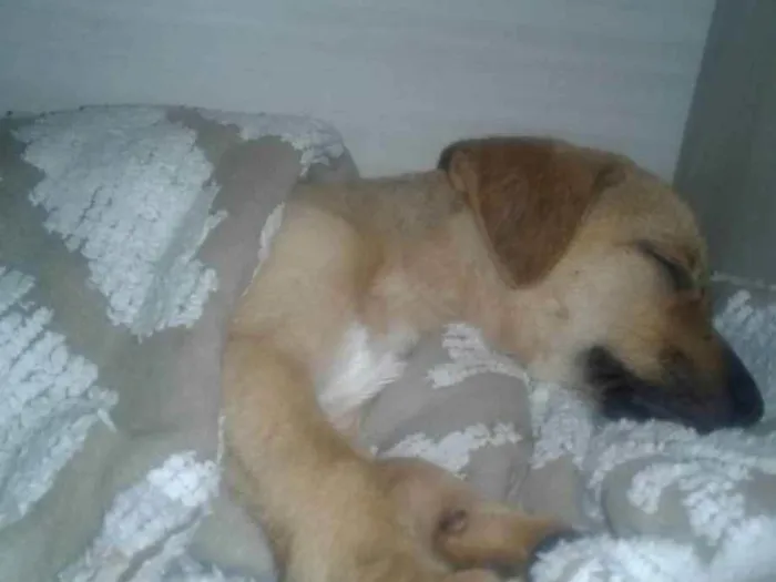 Cachorro raça Sem Raça Definida idade 2 a 6 meses nome Frida